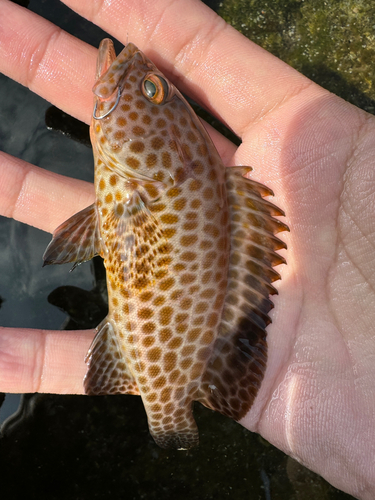 オオモンハタの釣果