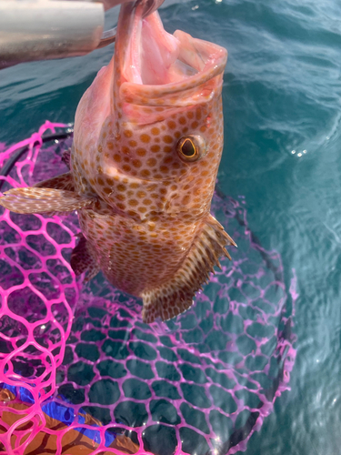 オオモンハタの釣果