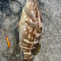 アラの釣果・釣り情報まとめ【2024年最新】 - アングラーズ | 釣果500万件の魚釣り情報サイト