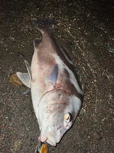 コショウダイの釣果