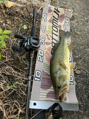 ラージマウスバスの釣果