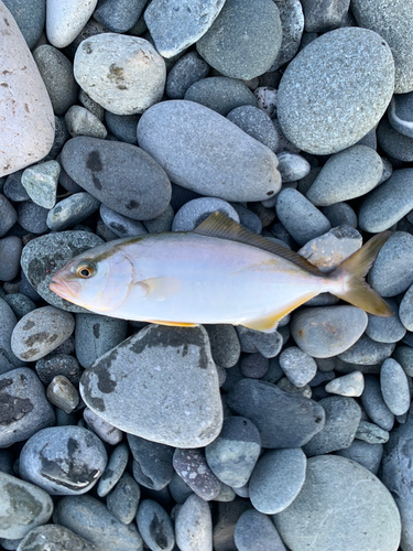 ショゴの釣果