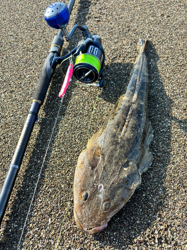 マゴチの釣果