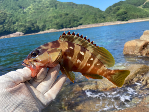 アカハタの釣果