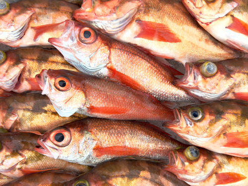 アカムツの釣果