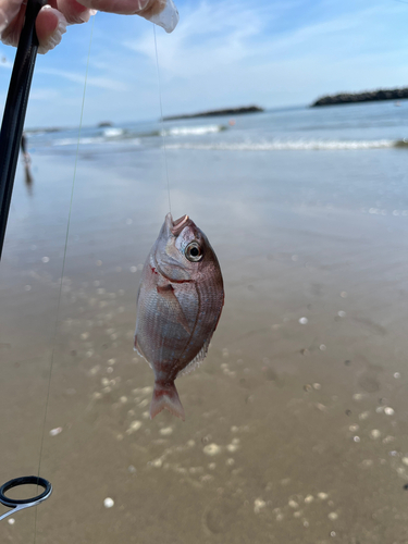 チャリコの釣果