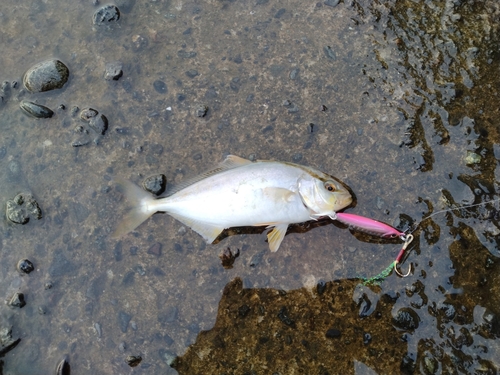 ショゴの釣果