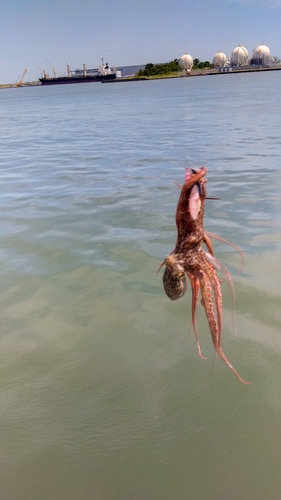 タコの釣果