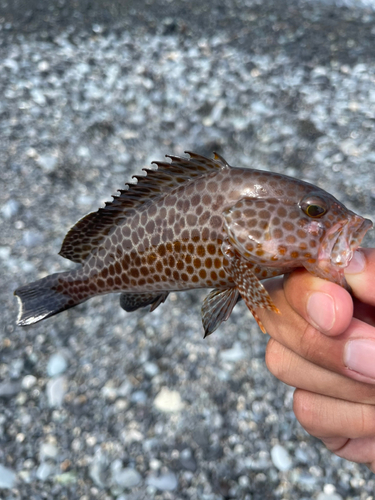 オオモンハタの釣果