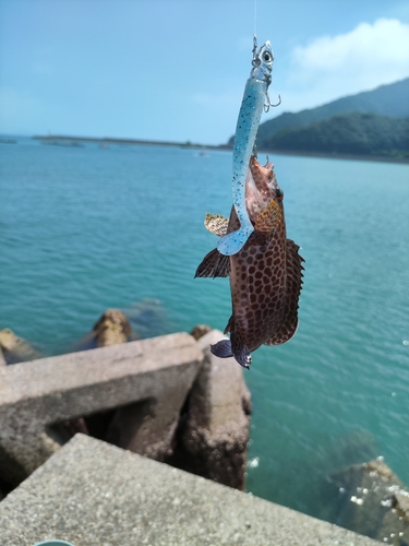 オオモンハタの釣果