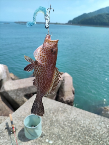 オオモンハタの釣果