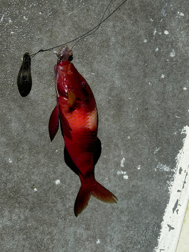 メカジキの釣果