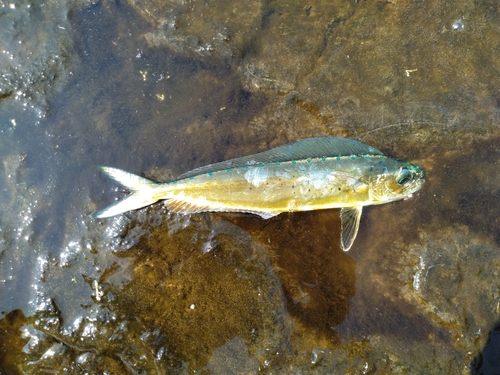 シイラの釣果