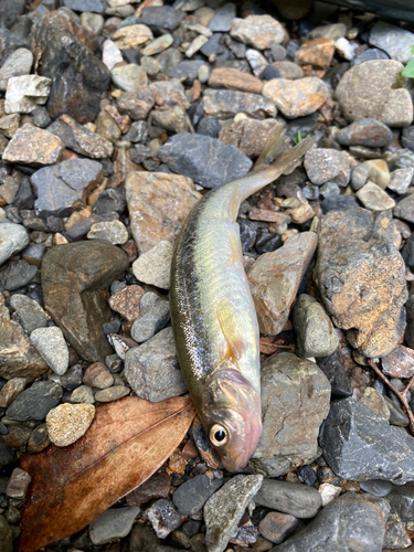 アブラハヤの釣果