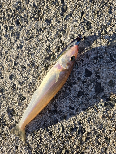 キスの釣果