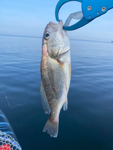 イシモチの釣果