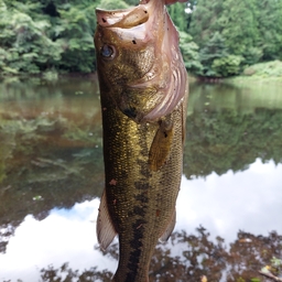 ブラックバス