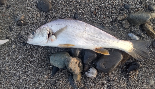 ニベの釣果