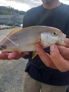 ショゴの釣果