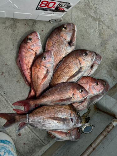 マダイの釣果