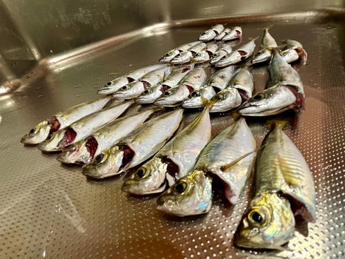 サバの釣果