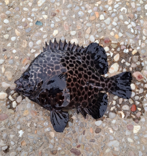 イシガキダイの釣果