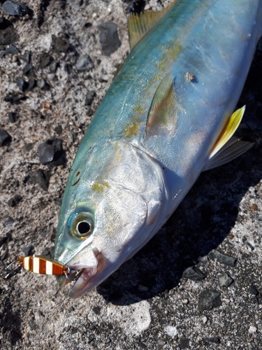 ツバスの釣果