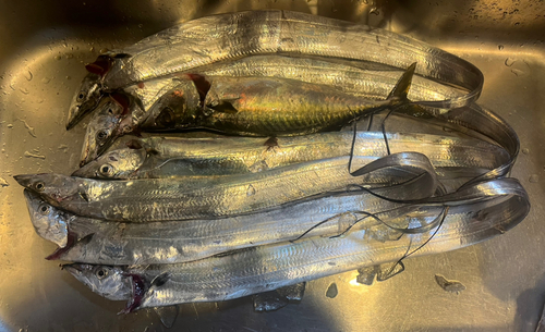 タチウオの釣果