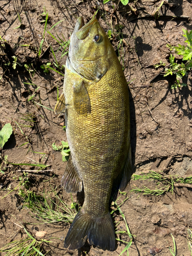 スモールマウスバスの釣果