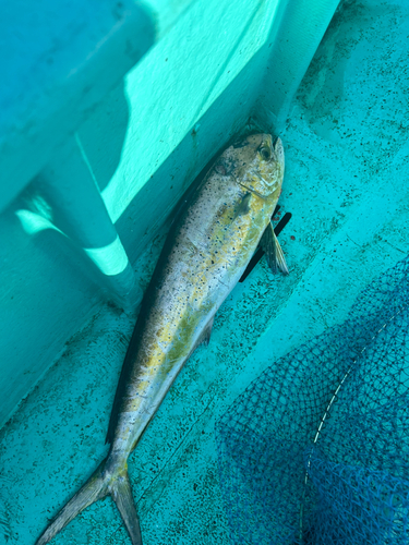 シイラの釣果