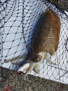 モンゴウイカの釣果