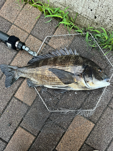 チヌの釣果