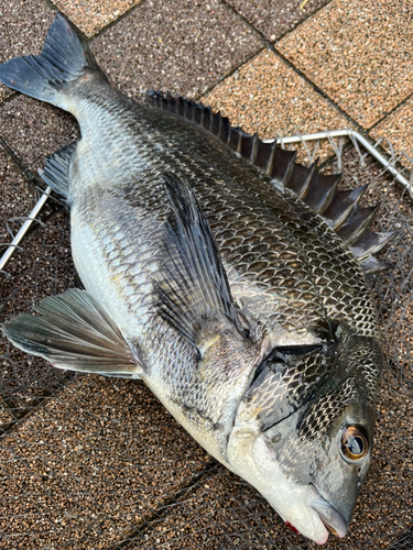 チヌの釣果