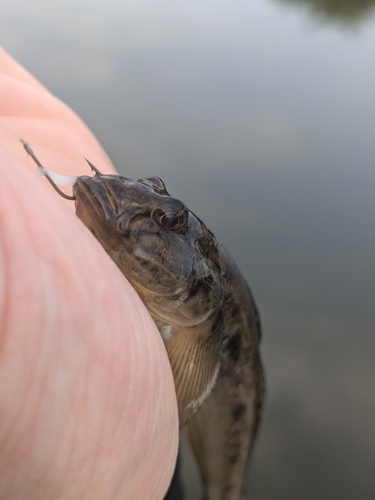 マハゼの釣果