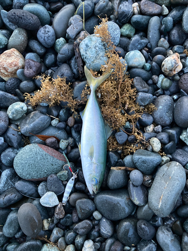 ワカシの釣果