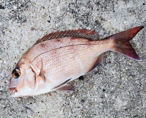 マダイの釣果