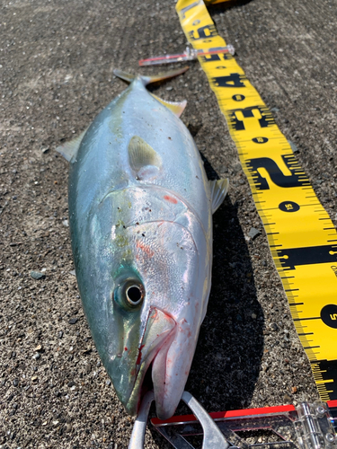 ハマチの釣果