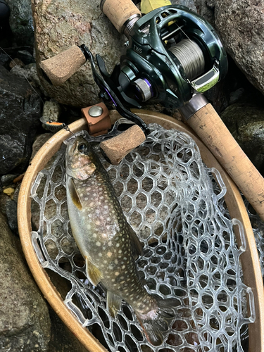 イワナの釣果