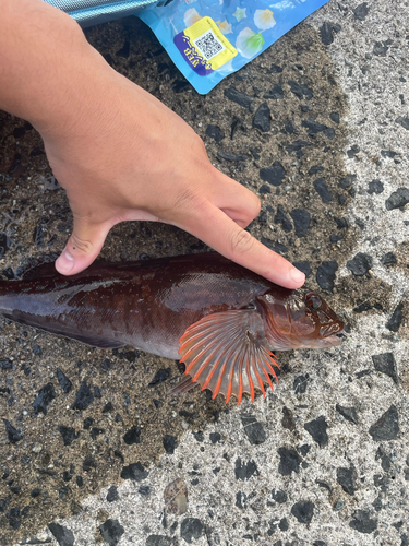 アイナメの釣果