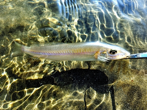 キスの釣果