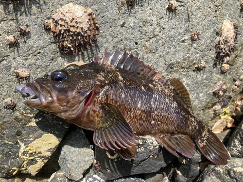 ムラソイの釣果