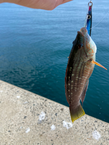 ホシササノハベラの釣果