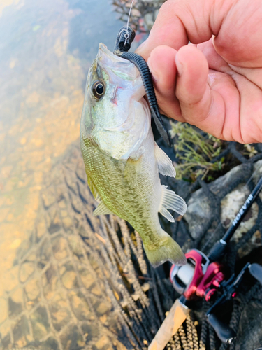 ラージマウスバスの釣果