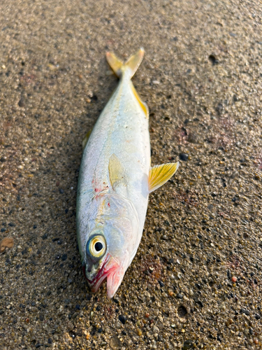 ワカシの釣果