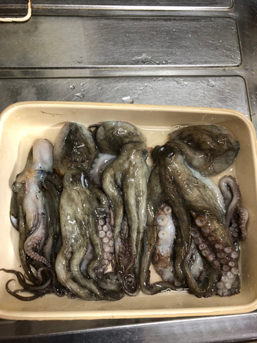 タコの釣果