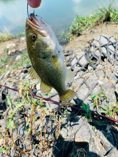 ラージマウスバスの釣果