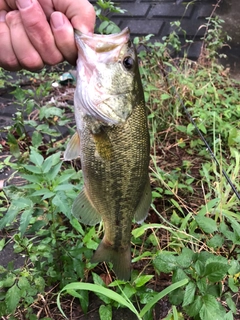 ラージマウスバスの釣果