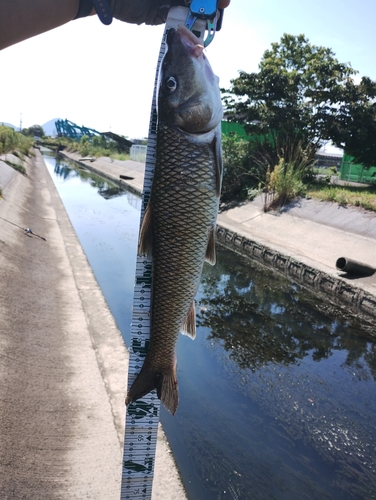 ニゴイの釣果