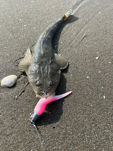 マゴチの釣果