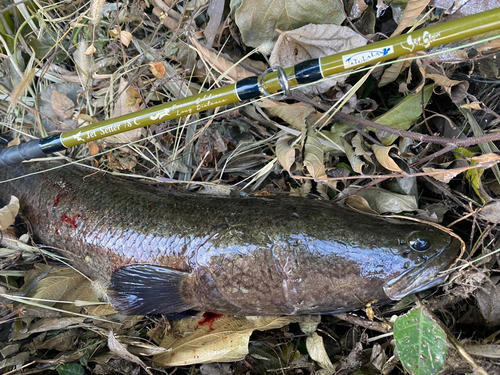 ライギョの釣果